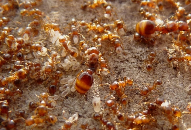Femmine di Tetramorium cfr semilaeve